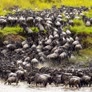 Serengeti Safari and Zanzibar shores