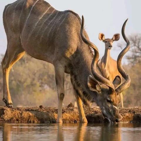 Serengeti Safari and Zanzibar shores