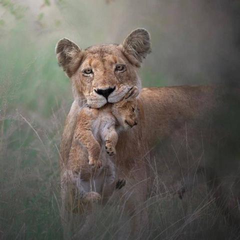 Serengeti Safari and Zanzibar shores