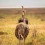 5 Days Tanzania Family Adventure